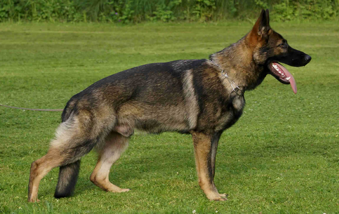 Dog unit